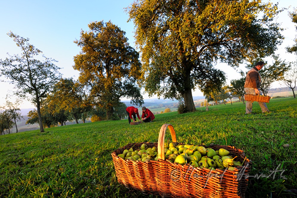 collecting pears for the making of must
