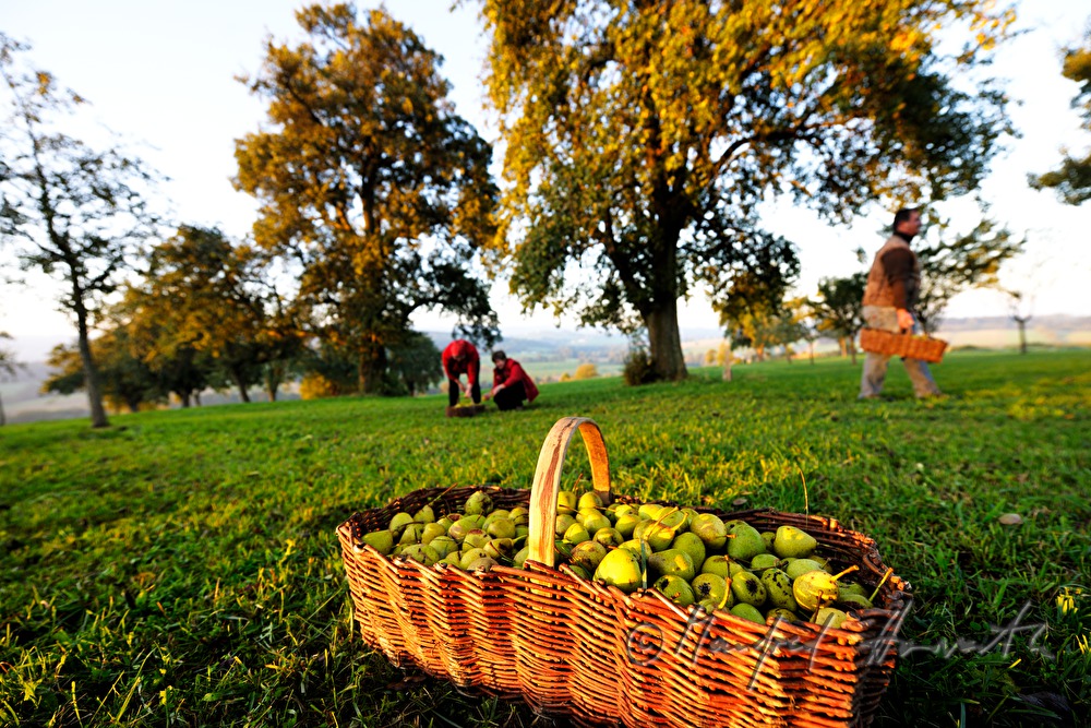 collecting pears for the making of must