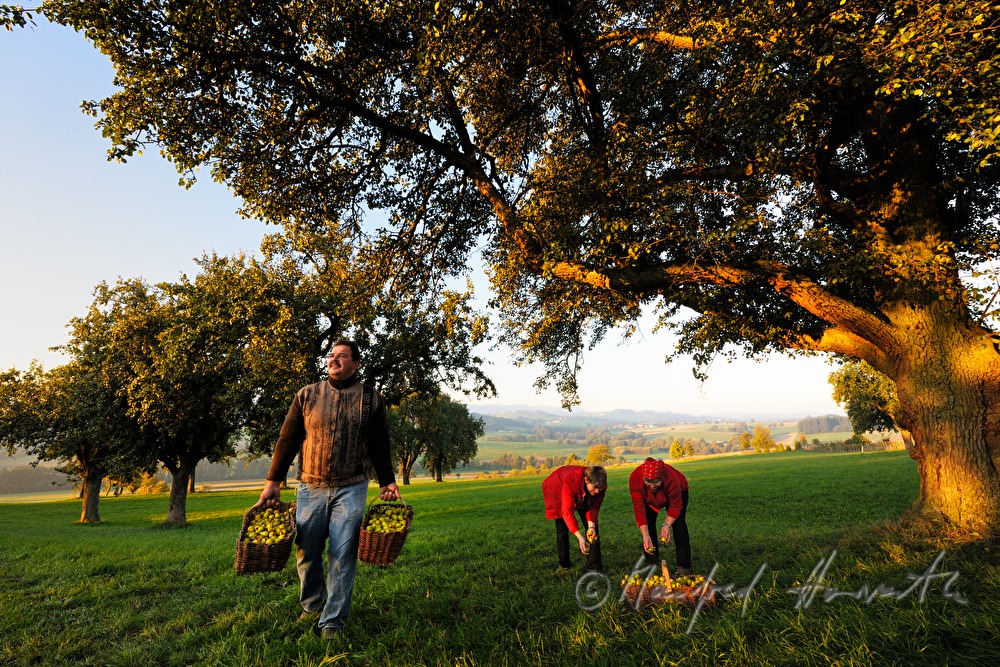 collecting pears for the making of must