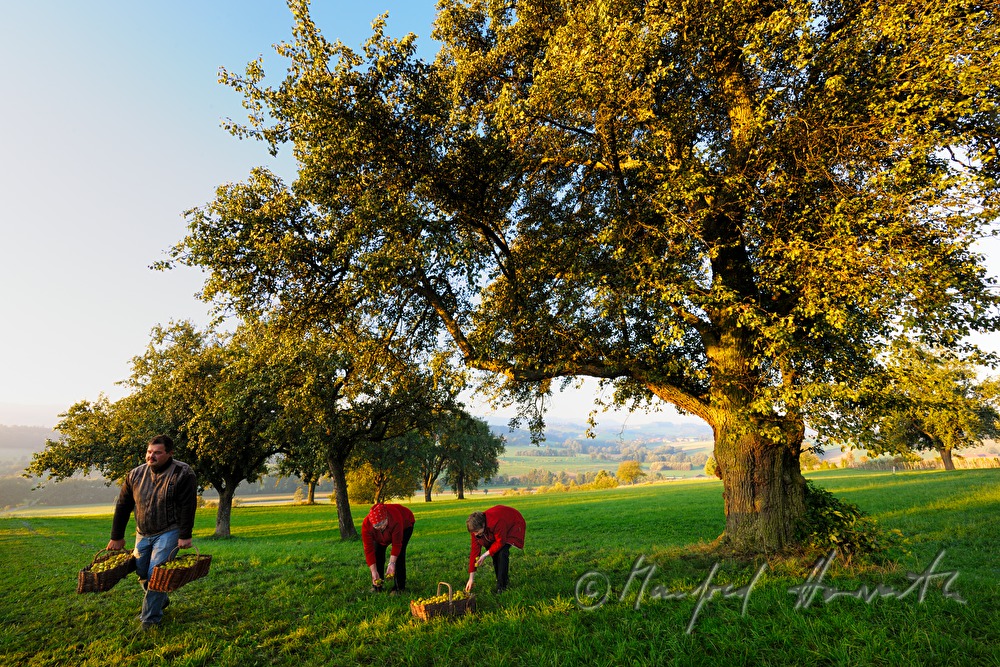 collecting pears for the making of must