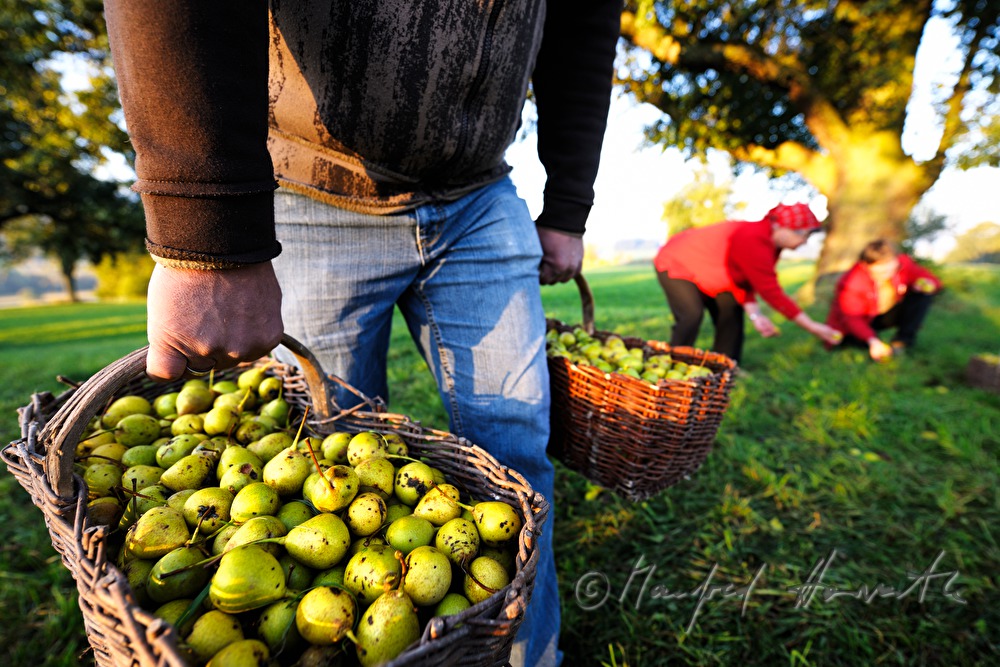 collecting pears for the making of must