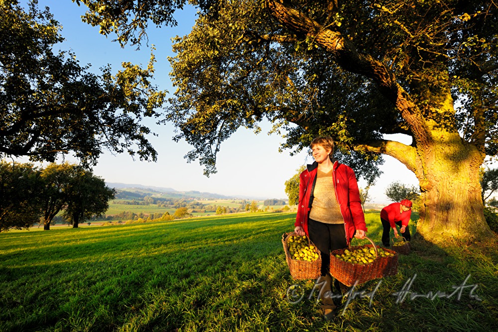 collecting pears for the making of must