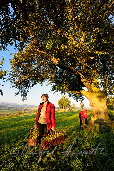 collecting pears for the making of must