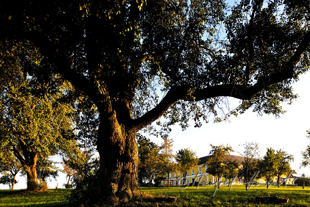 pear tree with ripe fruits and farm house