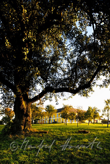pear tree with ripe fruits and farm house