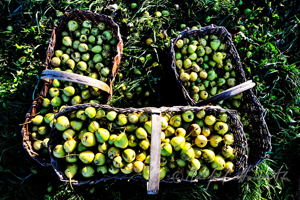 collecting pears for the making of must