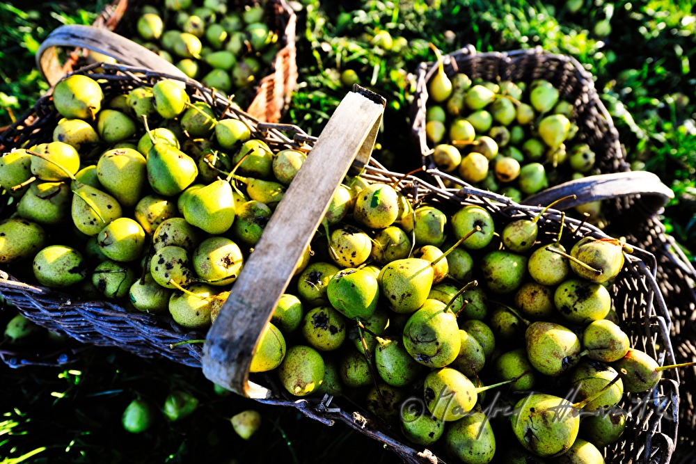 collecting pears for the making of must