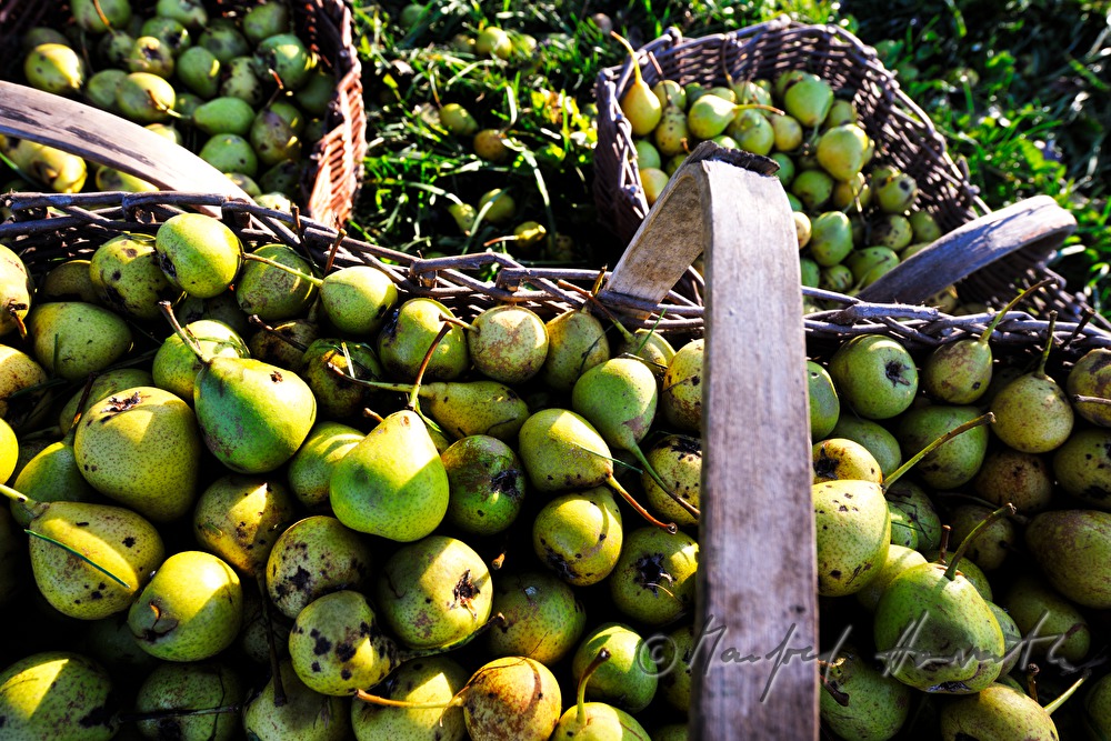 collecting pears for the making of must