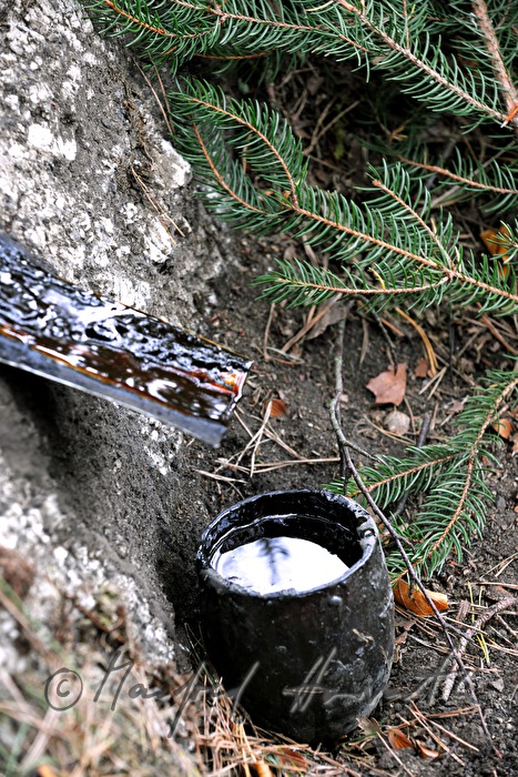 stone for making bitumen oil out of candlewood pine