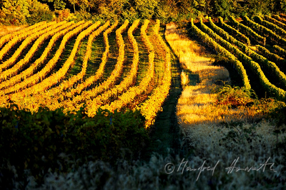 vineyards near Sankt Georgen