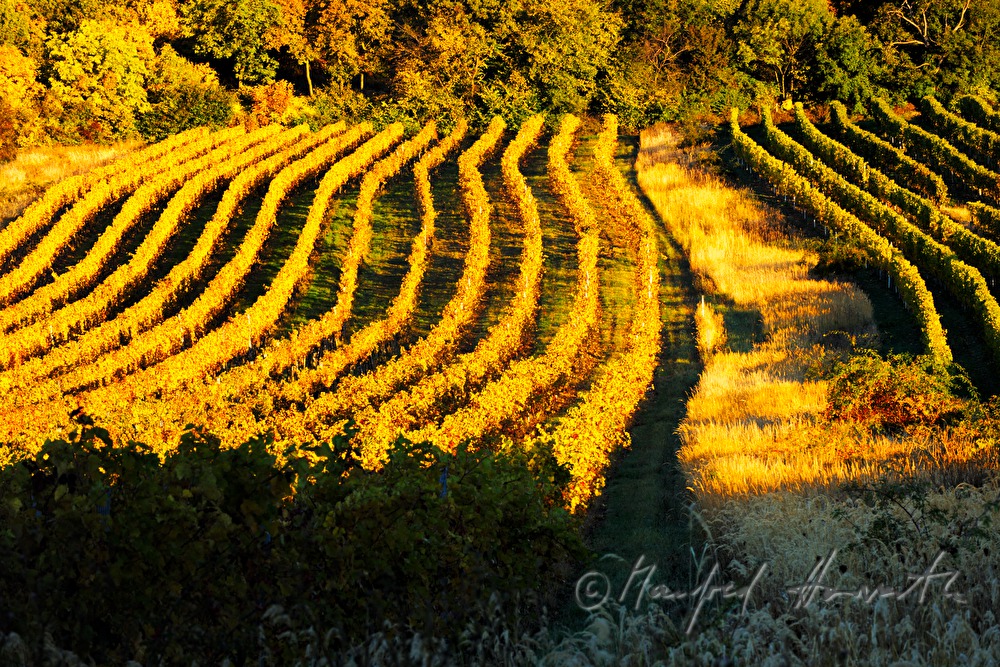 vineyards near Sankt Georgen