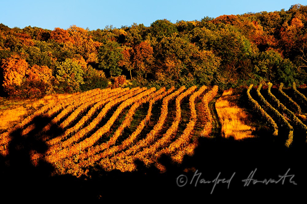 vineyards near Sankt Georgen