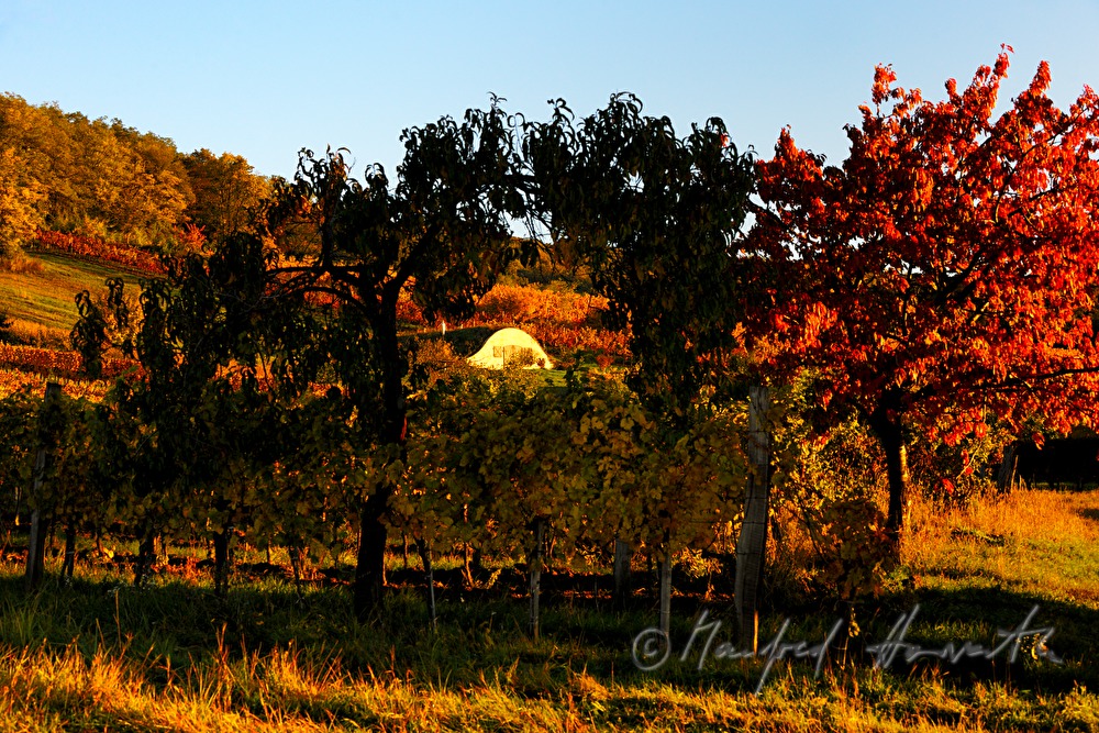 vineyards near Sankt Georgen