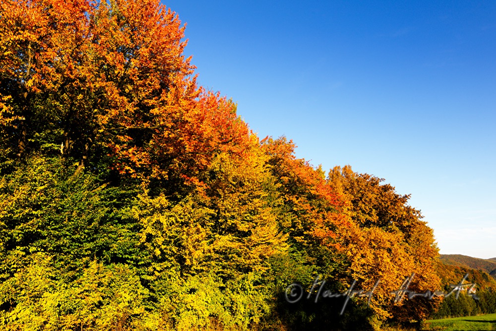 rolling landscape with forest near Alland