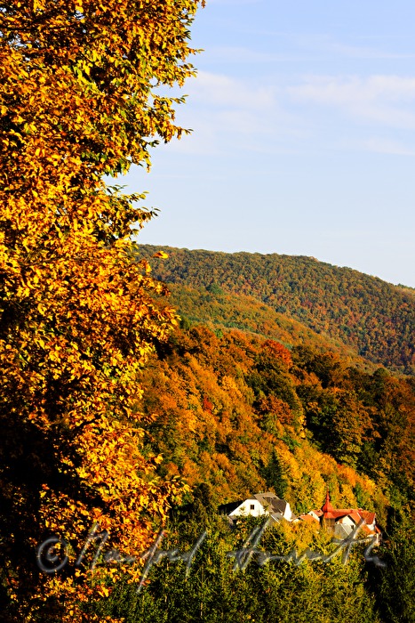 rolling landscape with forest near Alland