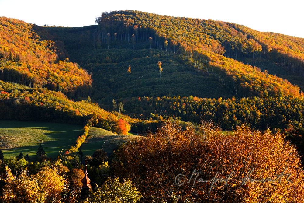 rolling landscape with forest near Alland