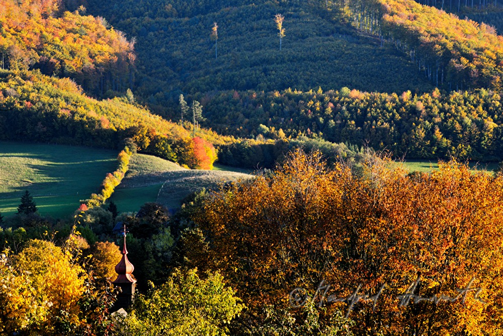 rolling landscape with forest near Alland
