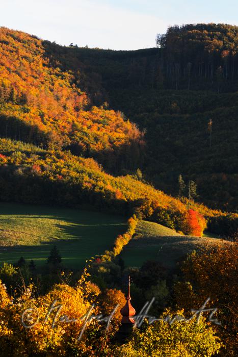 rolling landscape with forest near Alland