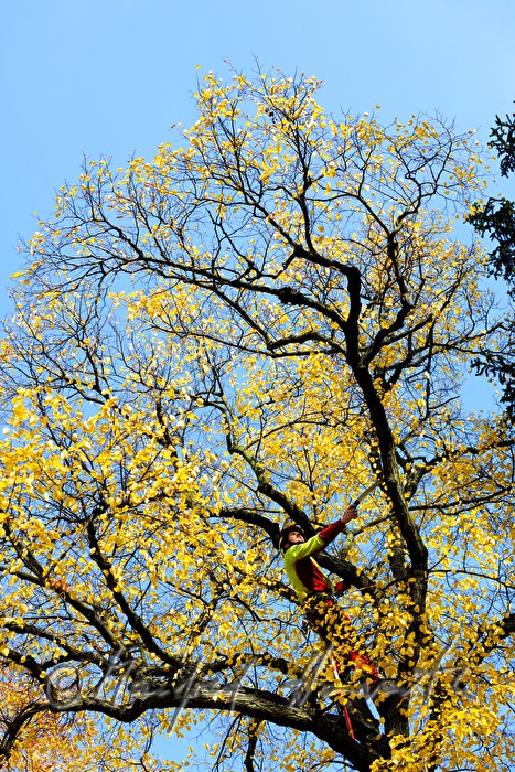 arborist in the crown of a lime tree