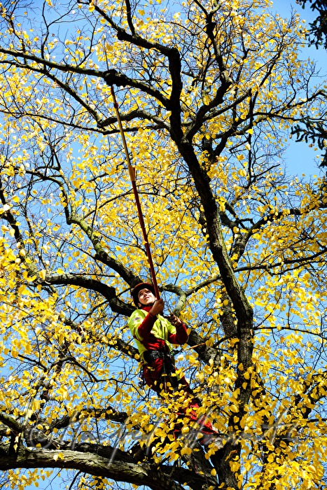 arborist in the crown of a lime tree