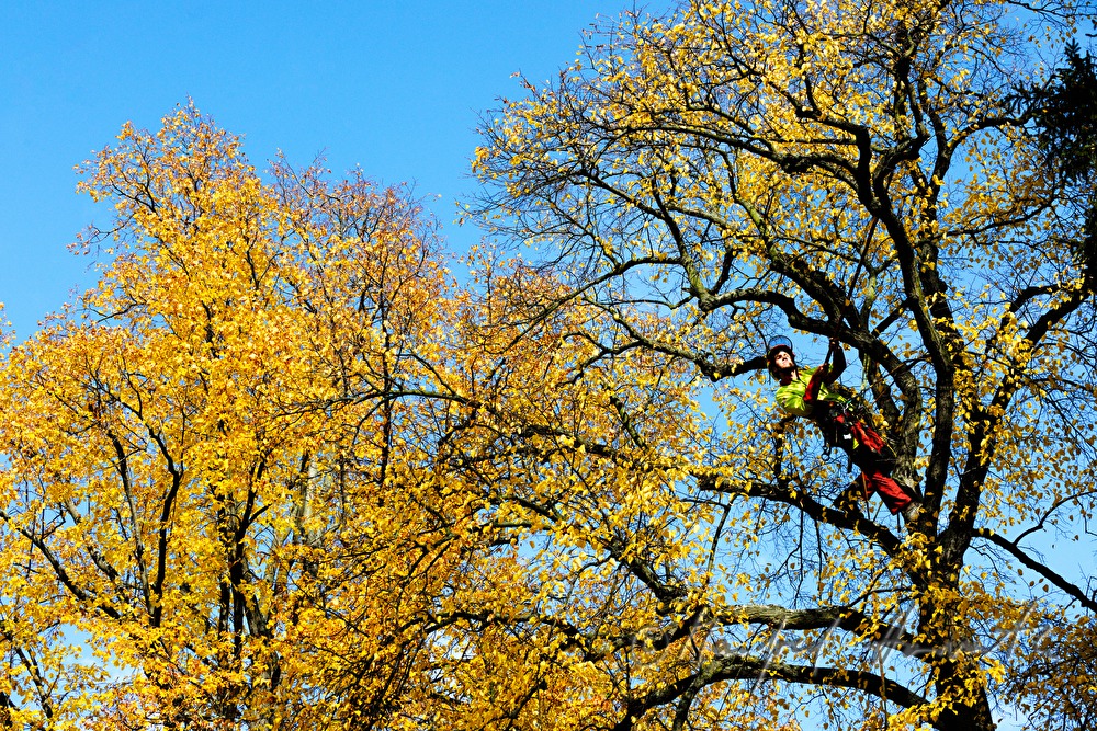 arborist in the crown of a lime tree
