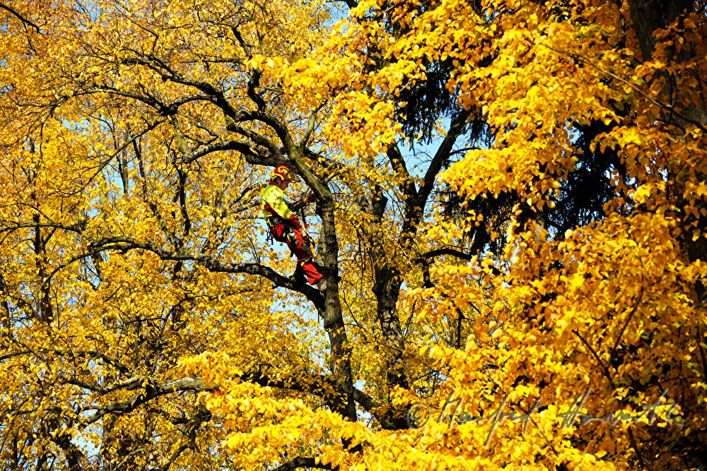 arborist in the crown of a lime tree