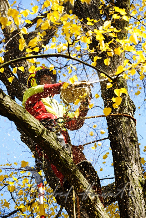 arborist in the crown of a lime tree