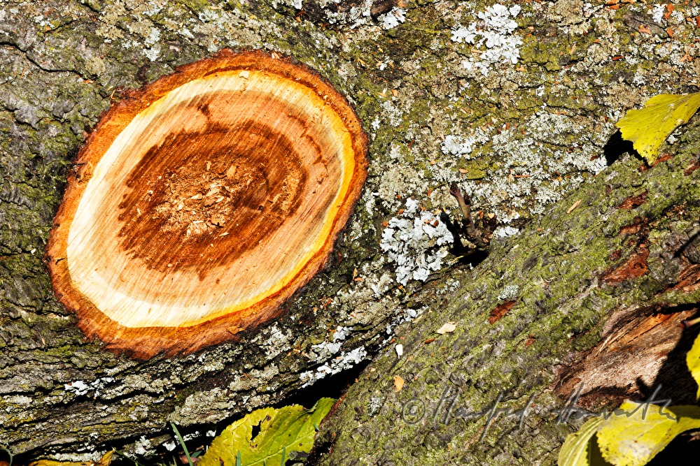 tree stem of a plum tree