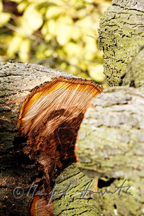 tree stem of a plum tree