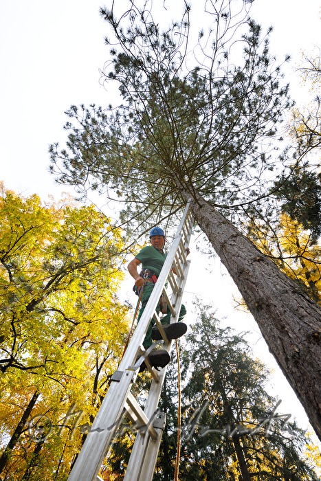 arborist in the crown of a lime tree