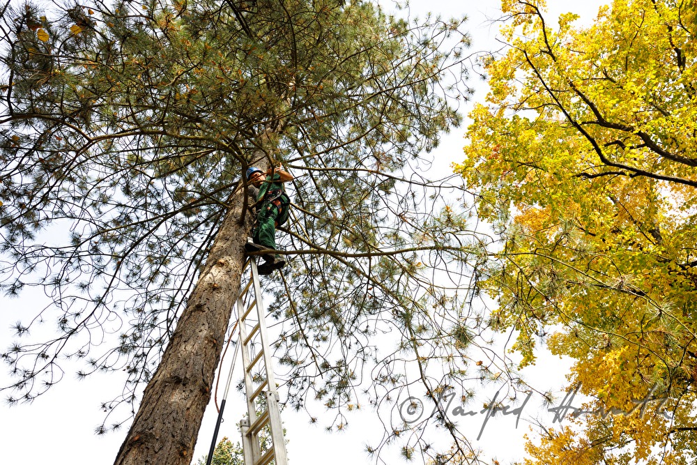 arborist in the crown of a lime tree