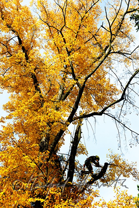 arborist in the crown of a lime tree