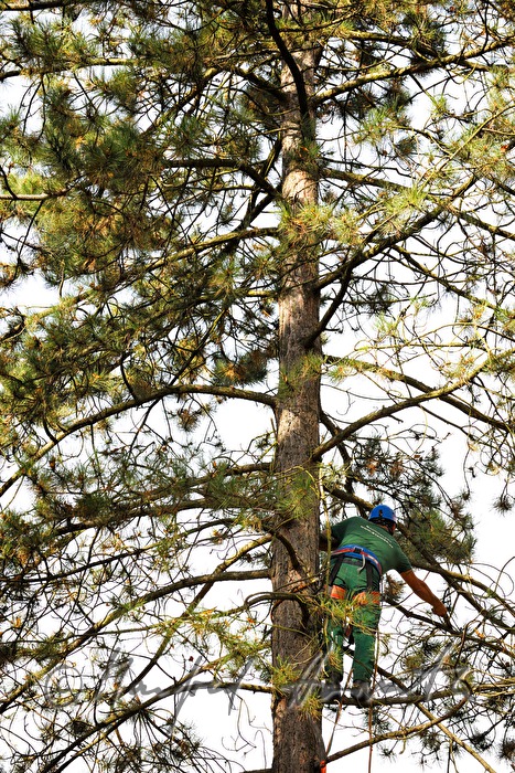 arborist in the crown of a lime tree