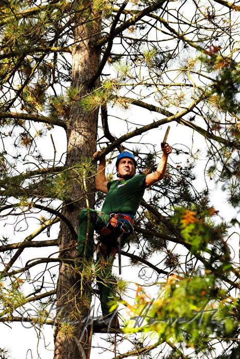 arborist in the crown of a lime tree