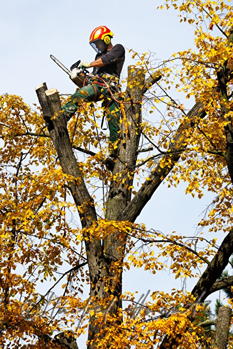 arborist in the crown of a lime tree