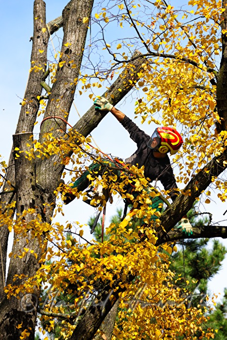 arborist in the crown of a lime tree