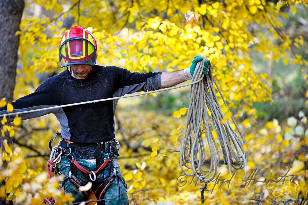 arborist in climbing gear with climbing rope