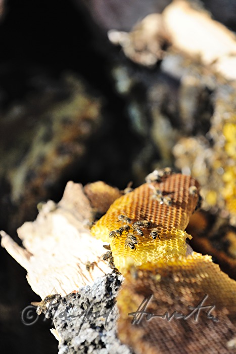 honeycomb in the stem of a felled ash tree