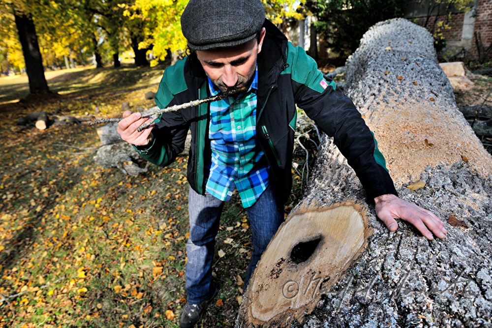 arborist checks the wood of an ash tree