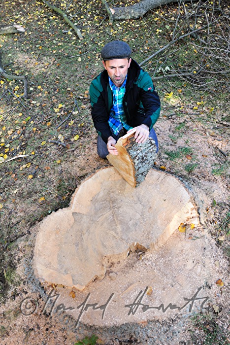 arborist checks the wood of an ash tree