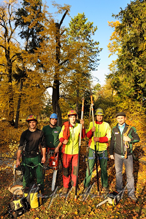 arborists in a park with lime trees