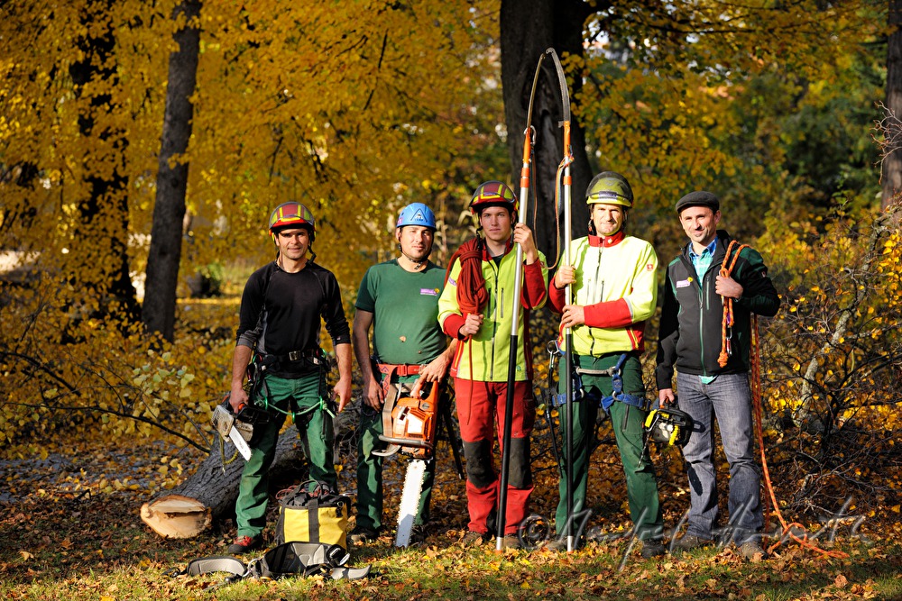 arborists in a park with lime trees