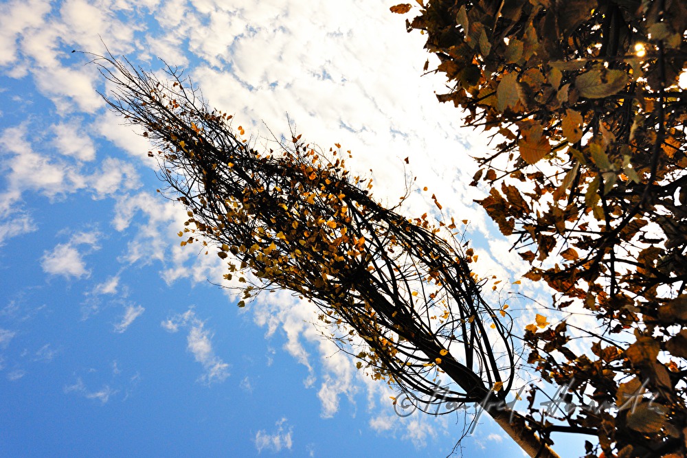 lime tree being lifted with a crane