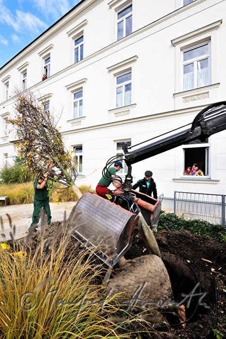 arborist planting a lime tree
