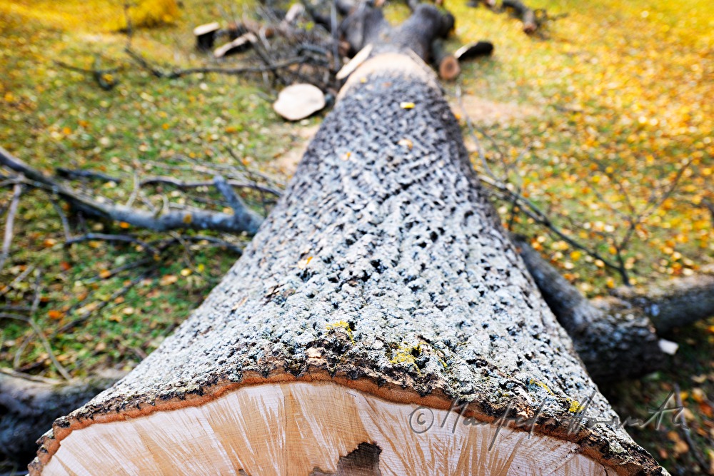 felled ash tree with a tree desease
