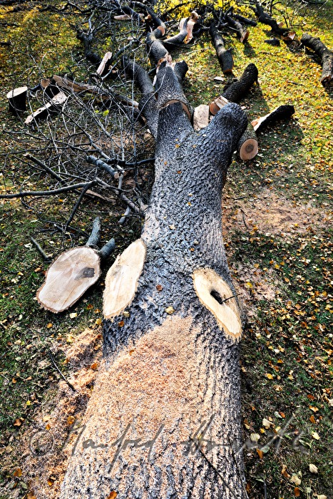 felled ash tree with a tree desease