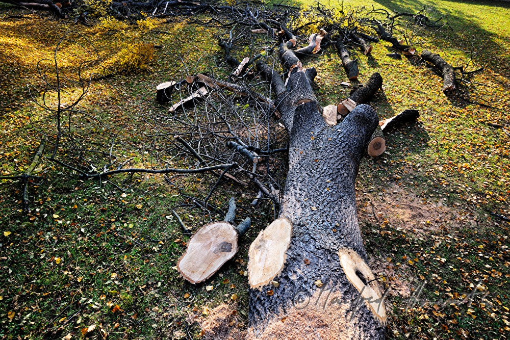 felled ash tree with a tree desease