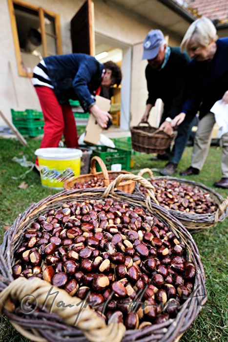 processing of sweet chestnuts