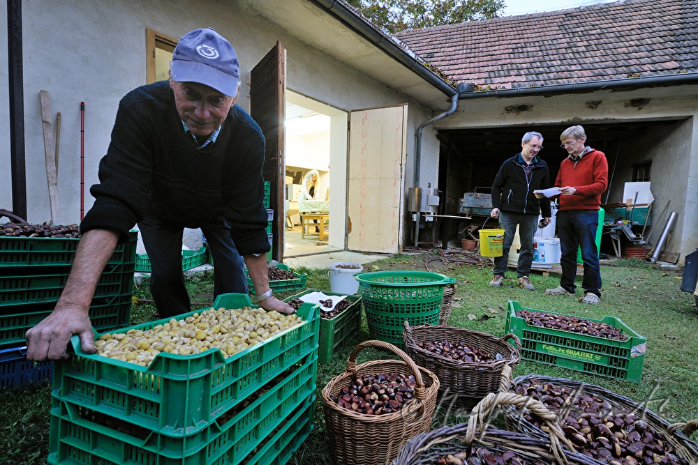 processing of sweet chestnuts