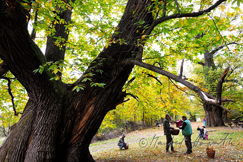 collecting of chestnuts in the forest